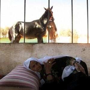 Fotoğraf Schildkrötenwut