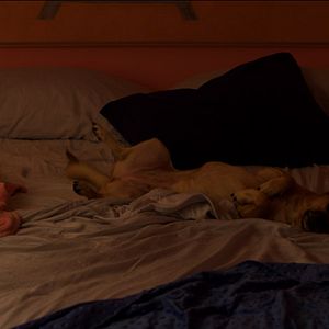 Fotoğraf American Animal