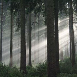Fotoğraf Das grüne Wunder - Unser Wald