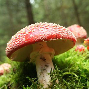 Fotoğraf Das grüne Wunder - Unser Wald