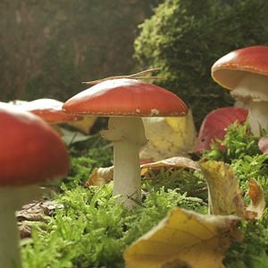 Fotoğraf Das grüne Wunder - Unser Wald