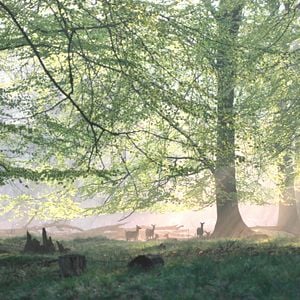 Fotoğraf Das grüne Wunder - Unser Wald