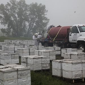Fotoğraf Baldan Acı