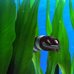 Fotoğraf Cesur Balık 2