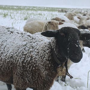 Fotoğraf Hiver nomade