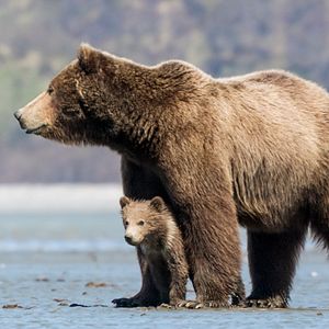 Fotoğraf Bears