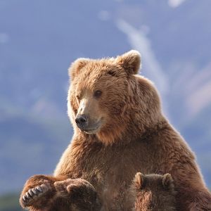 Fotoğraf Bears