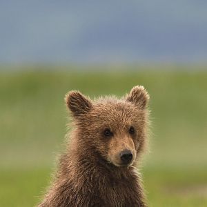 Fotoğraf Bears