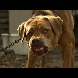 Fotoğraf Beyaz Tanrı