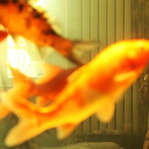 Fotoğraf Kızıl Amnezi