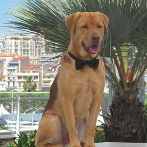 Fotoğraf Beyaz Tanrı