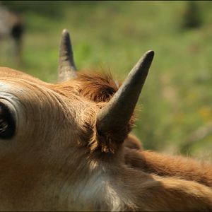 Fotoğraf Thou Wast Mild and Lovely