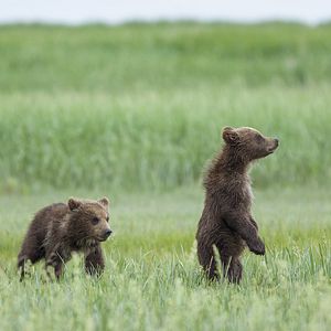 Fotoğraf Bears