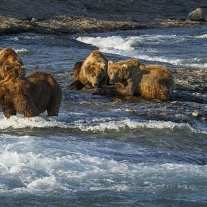 Fotoğraf Bears