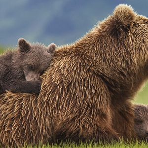 Fotoğraf Bears