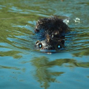 Fotoğraf Zombeavers