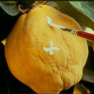 Fotoğraf Ayva Ağacı Güneşi