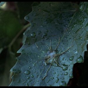 Fotoğraf Invasion of the Body Snatchers