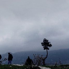 Fotoğraf Asfalt Çiçekleri