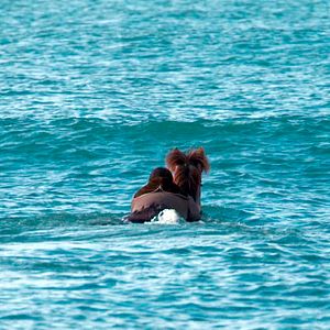 Fotoğraf Hross i oss