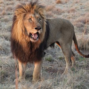 Fotoğraf Safari Macerası