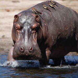 Fotoğraf Safari Macerası