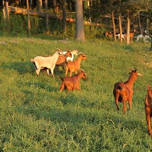 Fotoğraf Thou Wast Mild and Lovely