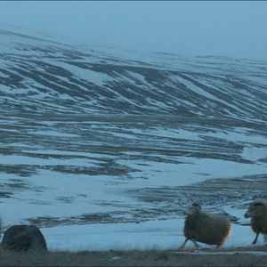 Fotoğraf İnatçılar