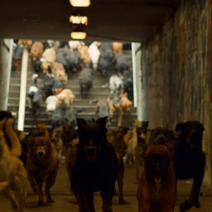 Fotoğraf Beyaz Tanrı