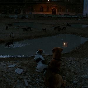 Fotoğraf Beyaz Tanrı