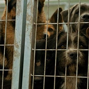 Fotoğraf Beyaz Tanrı