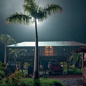 Fotoğraf Palmeras en la nieve