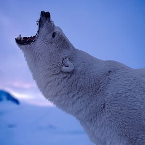 Fotoğraf Kutupta Macera