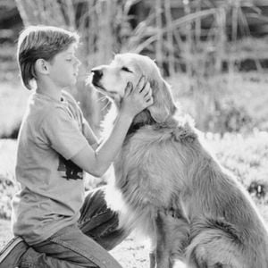 Fotoğraf Hoomeward Bound : The Incredible Journey