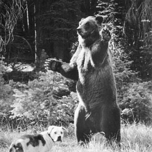 Fotoğraf Hoomeward Bound : The Incredible Journey