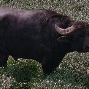 Fotoğraf Bella e Perduta