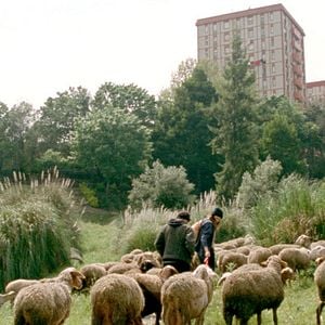 Fotoğraf Binbir Gece: Bölüm 2, Kasvetli Adam