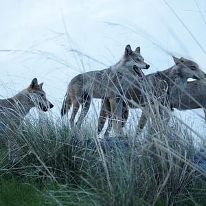 Fotoğraf Kurdun Uyanışı