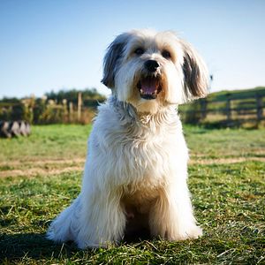 Fotoğraf Pudsey the Dog: The Movie