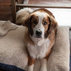 Fotoğraf Mutlu Yıllar