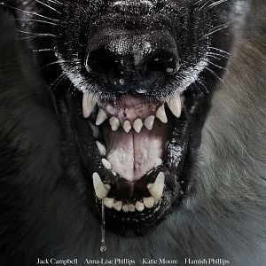 Fotoğraf Kurt Baskını