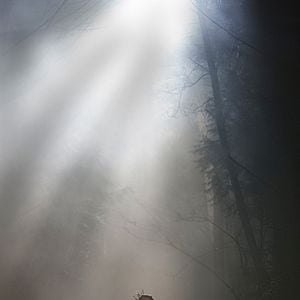 Fotoğraf Lauren Cohan