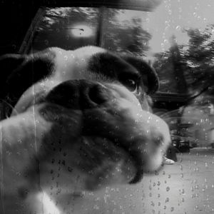 Fotoğraf Köpeğin Kalbi