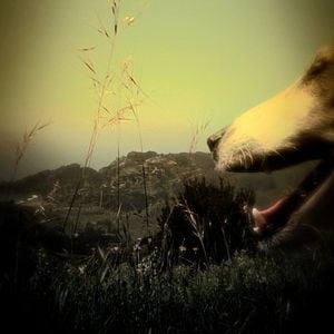 Fotoğraf Köpeğin Kalbi