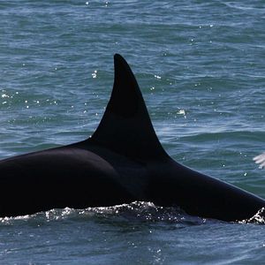 Fotoğraf El Faro De Las Orcas