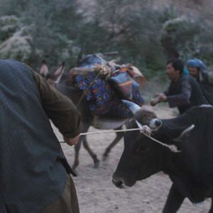 Fotoğraf Kurtla Kuzu