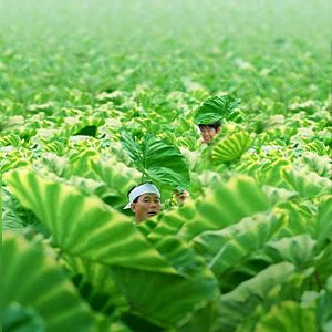 Fotoğraf Kikujirô no natsu