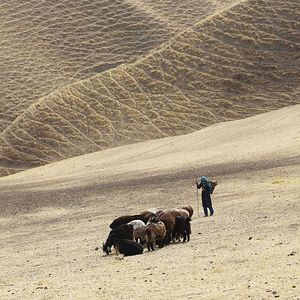Fotoğraf Kurtla Kuzu
