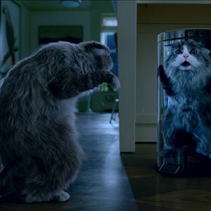 Fotoğraf Dokuz Canlı Bay Tüylü