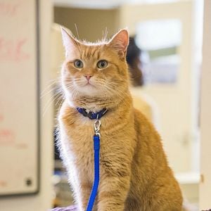 Fotoğraf Sokak Kedisi Bob